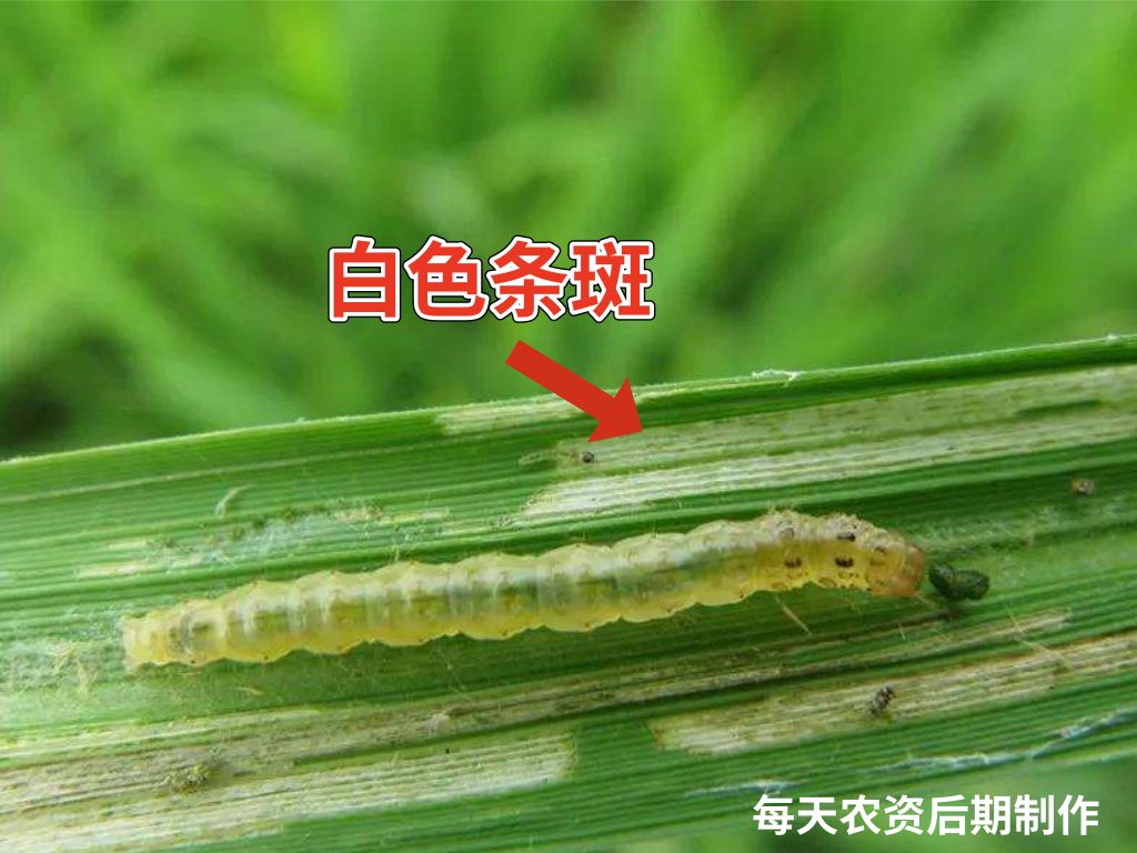 还有10天水稻马上破口期7大病虫重点预防