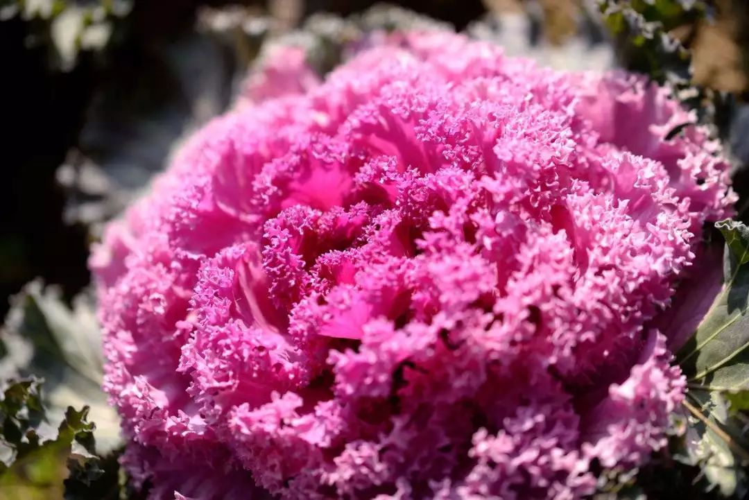 ③ 名古屋 红色 (皱叶)种植tips:生长期的羽衣甘蓝需要足够的光照光照