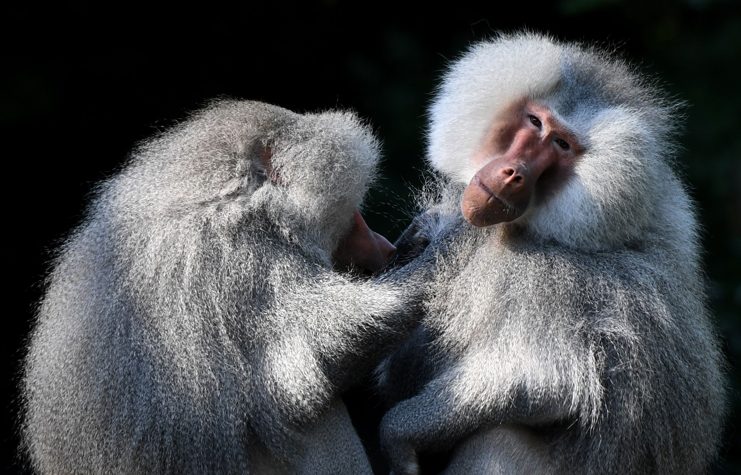 慕尼黑赫拉布鲁恩动物园里的动物们
