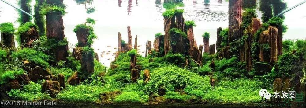 此木非彼木经典的木化石造景合集