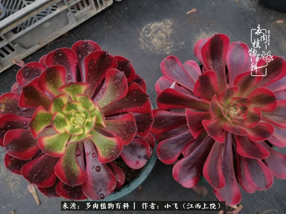 多肉法师新品介绍维娜法师韶羞法师的锦斑变异品种