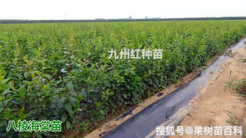 八棱海棠种植技术视频