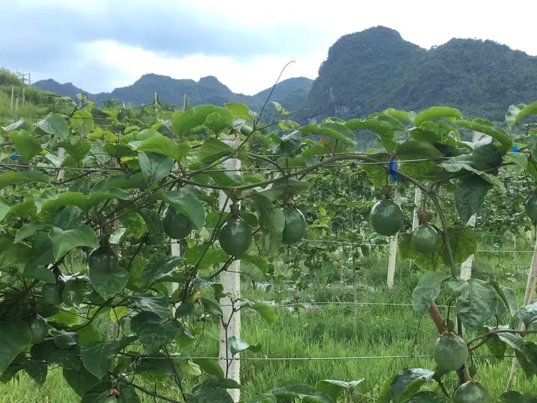 荔波黄金百香果,成为产业扶贫中的"新星"_种植