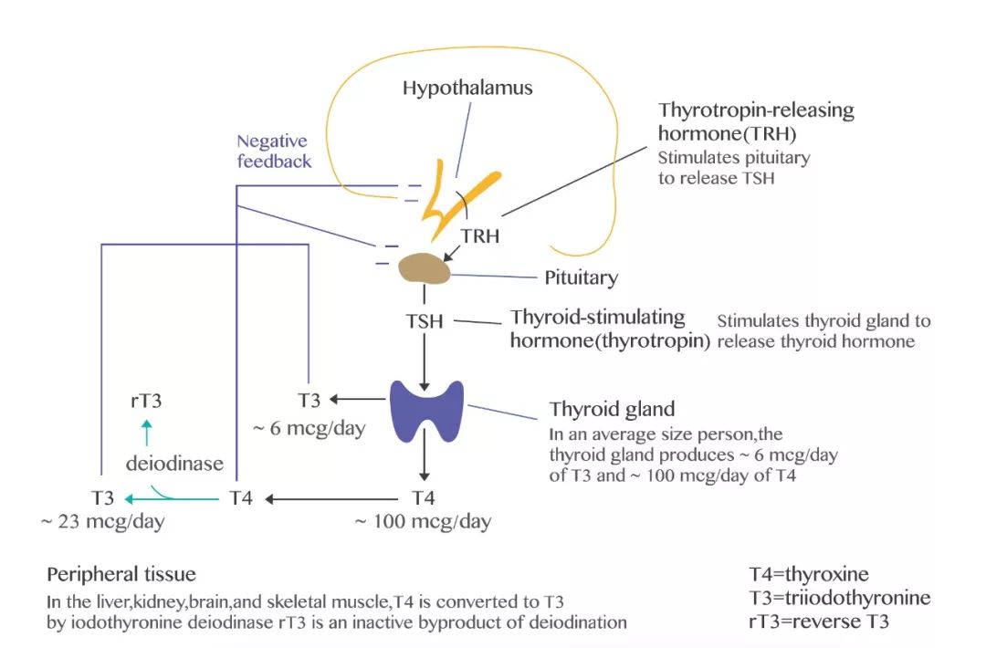 甲状腺激素分泌流程图图片