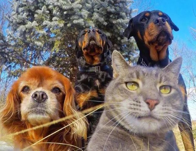猫主子在朋友圈发了一张自拍,家里的汪坐不住了!_狗狗