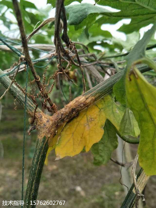 瓜蒌蔓枯病危害症状发病原因及其防治方法