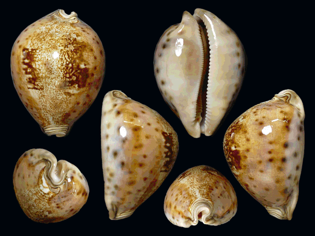 报名方式:见公众号"冈瓦纳贝壳"活动报名板块 在去年的活动中,贝壳