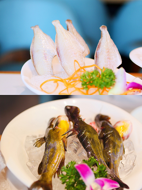 耗儿鱼和黄辣丁,肉质细腻鲜美,没有小刺,耗儿鱼也算是重庆火锅的特色