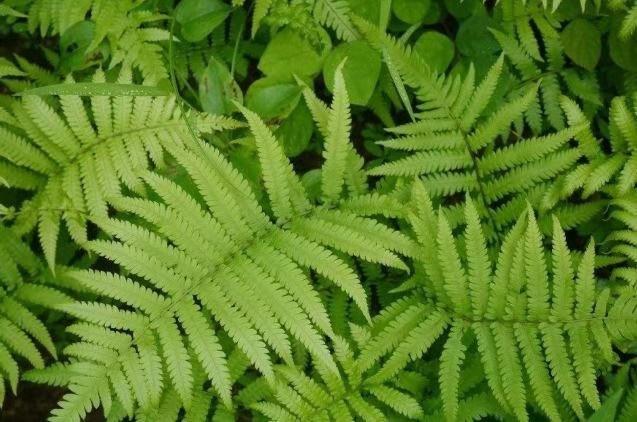 原创这种野草井边一丛丛以前不重视现在纷纷挖回家自己养