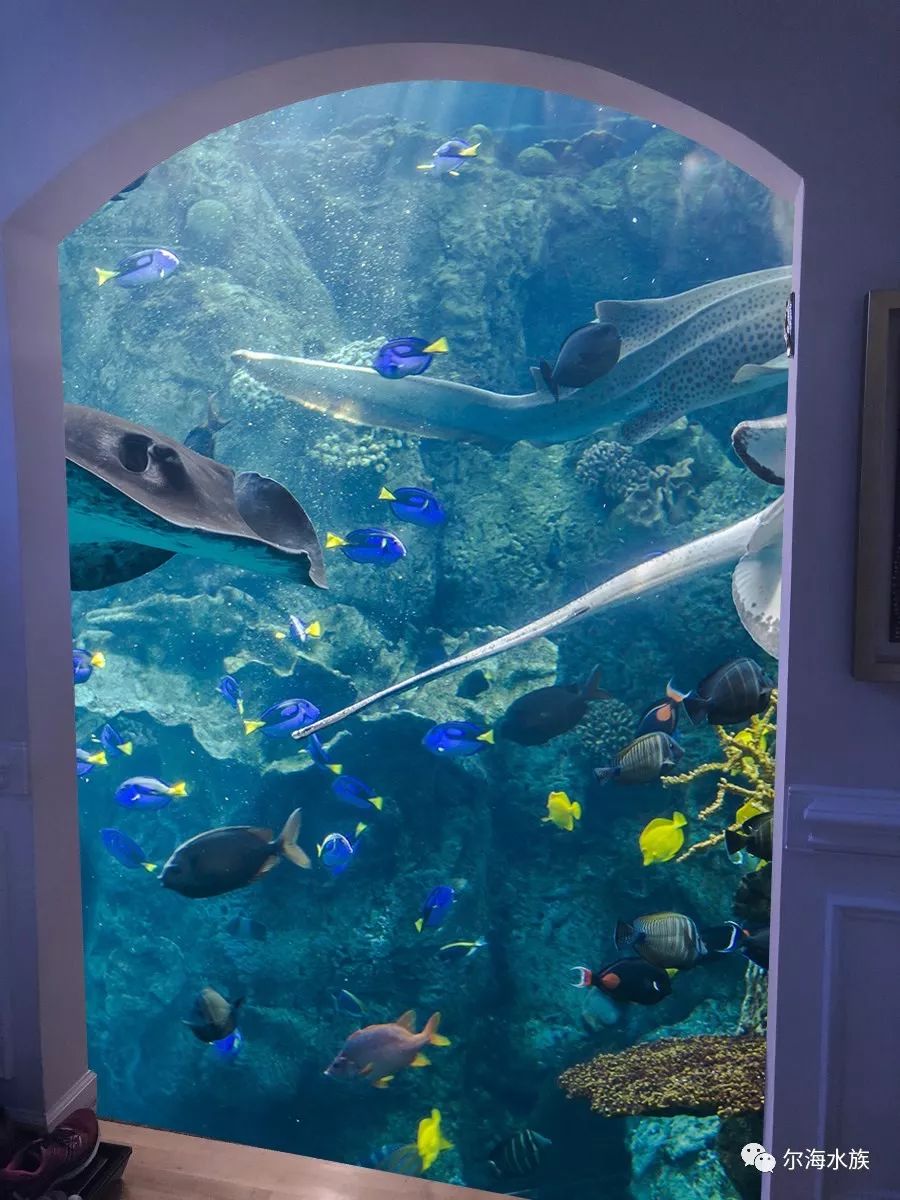 海水纯鱼缸fot的多种玩法