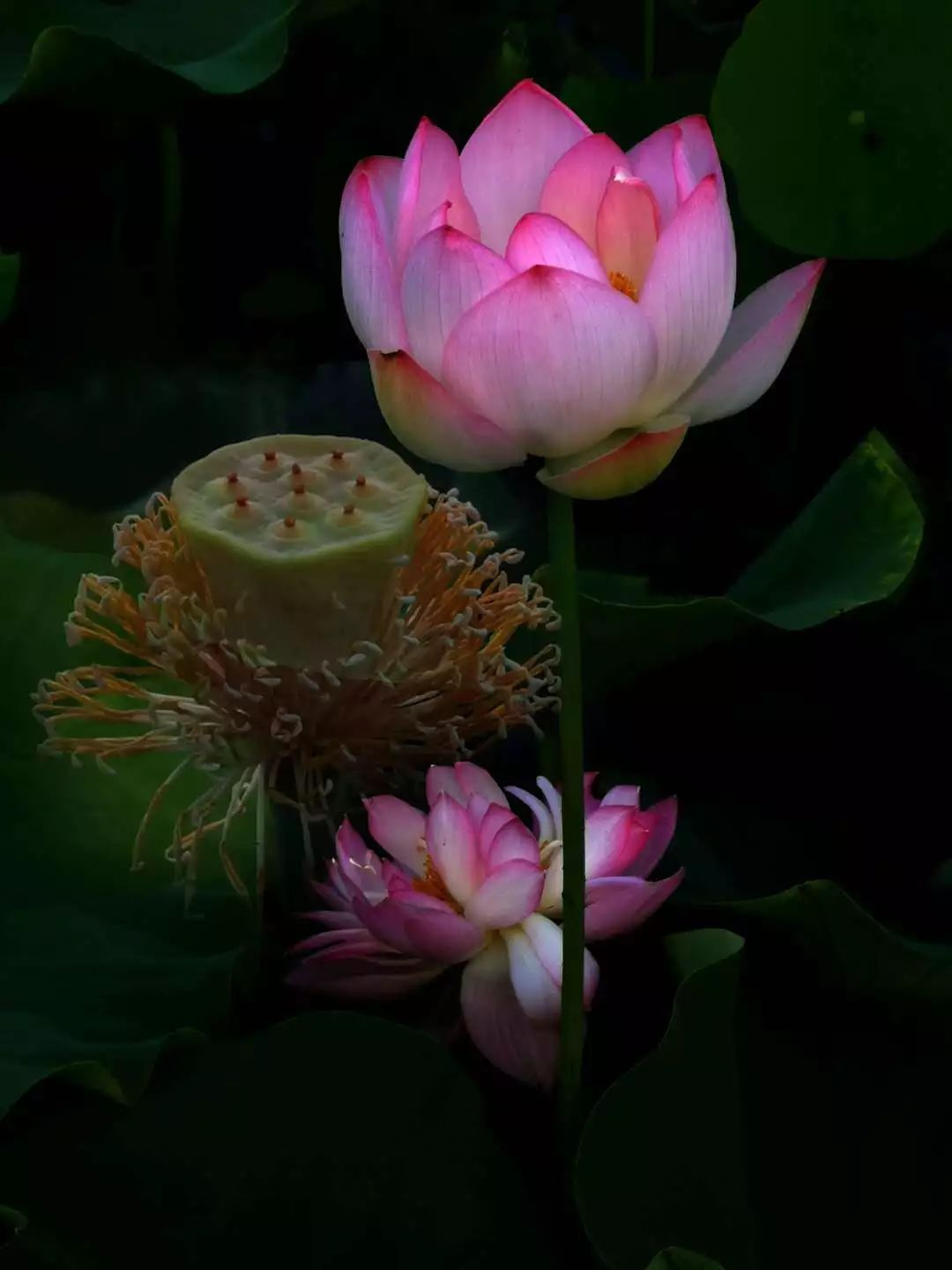 河南摄影网2019第二季度佳作入选作品二