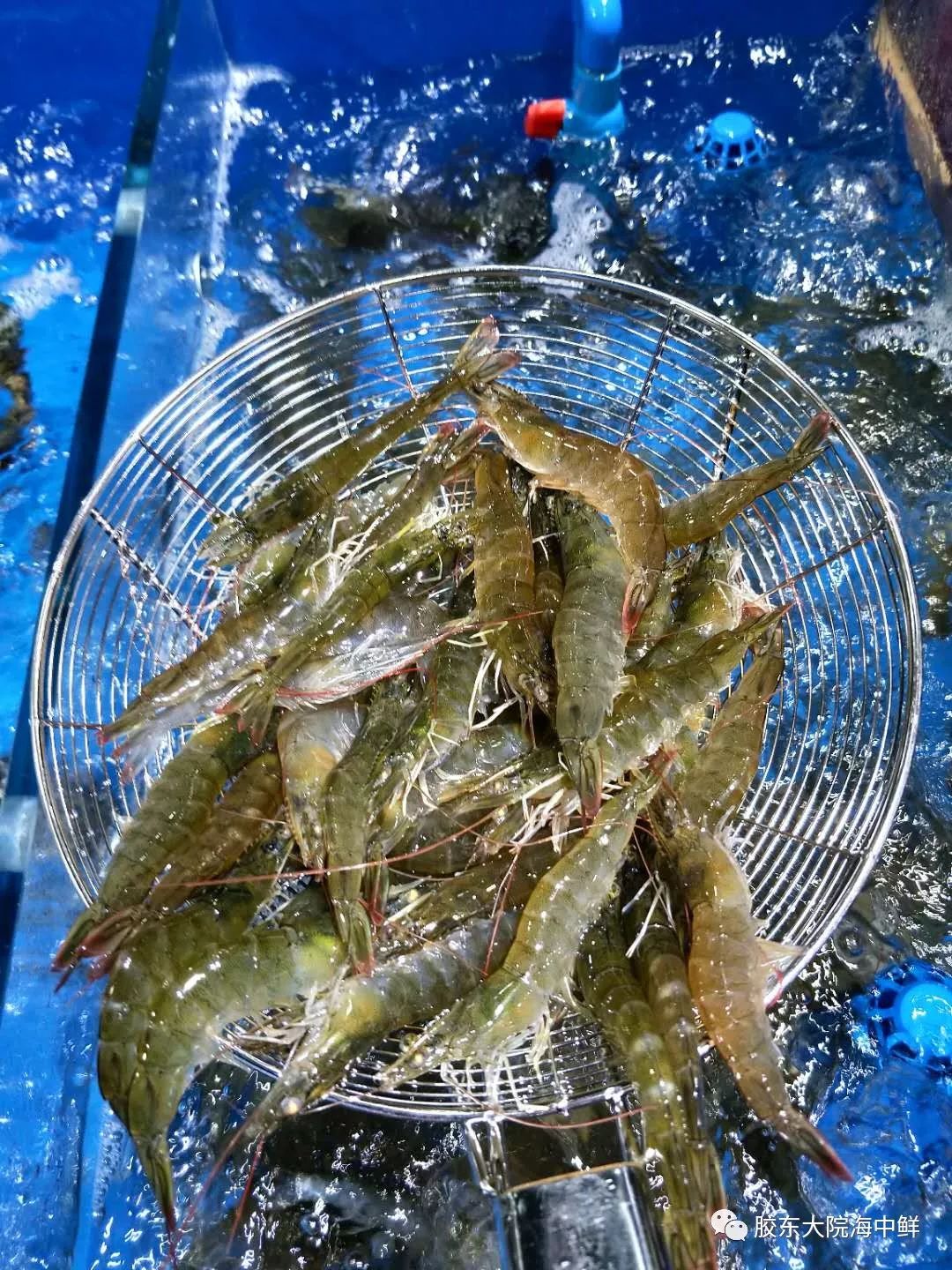 大虾大虾海水大虾额又来啦