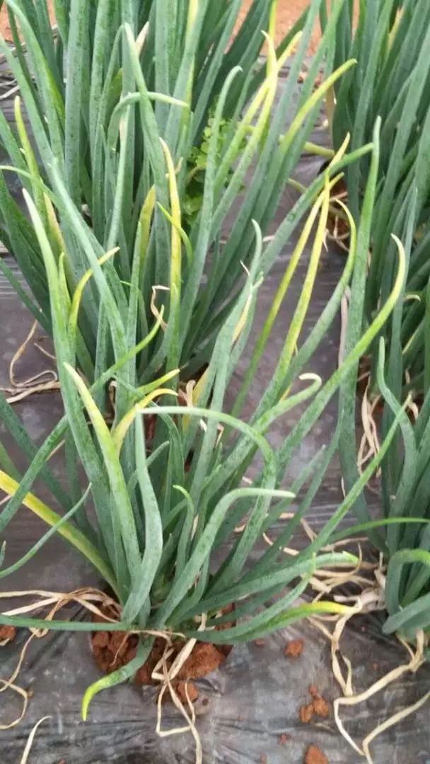 非常实用 31张大葱 洋葱田间病害图谱