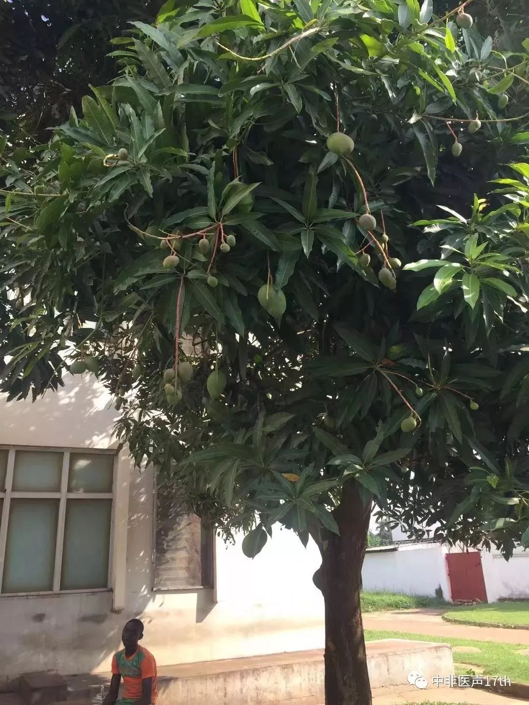 不打麻药挑出蛆虫被芒果蝇蛆虫寄生来非洲之前家人提醒我:"安全,卫生