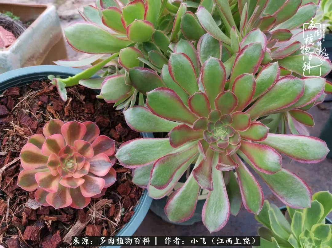 多肉法师新品介绍维娜法师韶羞法师的锦斑变异品种