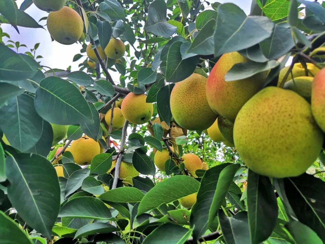 特色农业无量寺乡贵妃红梨大丰收