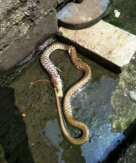 广东男子浴室发现大蛇,疑似被鱼腥味引来,网友:敢吃吗?