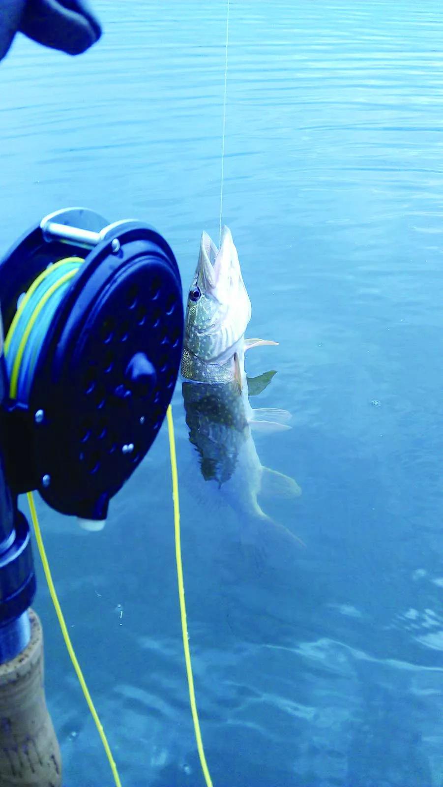 飞钓邂逅狗鱼绒羽是绑制小号浮水式毛钩的良好材料,染色后作为目印也