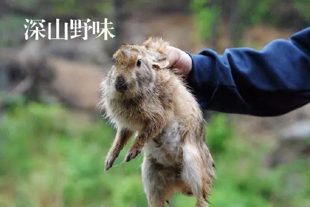结伴前往石塘乡栽松村打猎,因误将在草丛中的陈某认作兔子而开枪致其