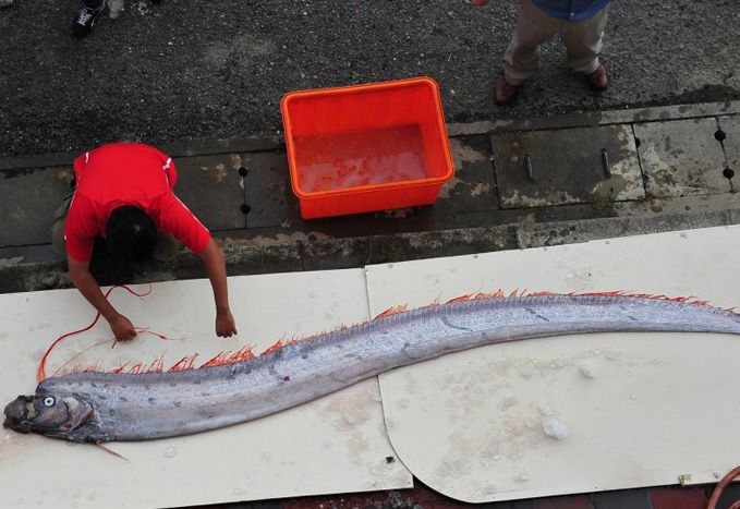 地震鱼现身是大地震前兆日本大学研究相关性极低纯属迷信