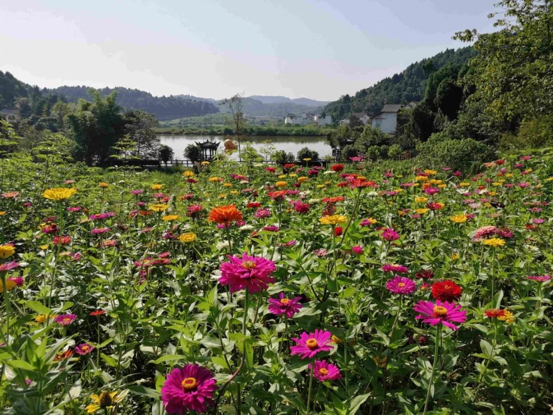 立秋時節去哪兒賞花四川這些地方不容錯過