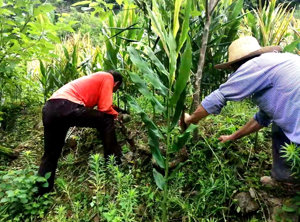 紫阳县高桥镇发展阳荷姜种植成为群众致富摇钱树