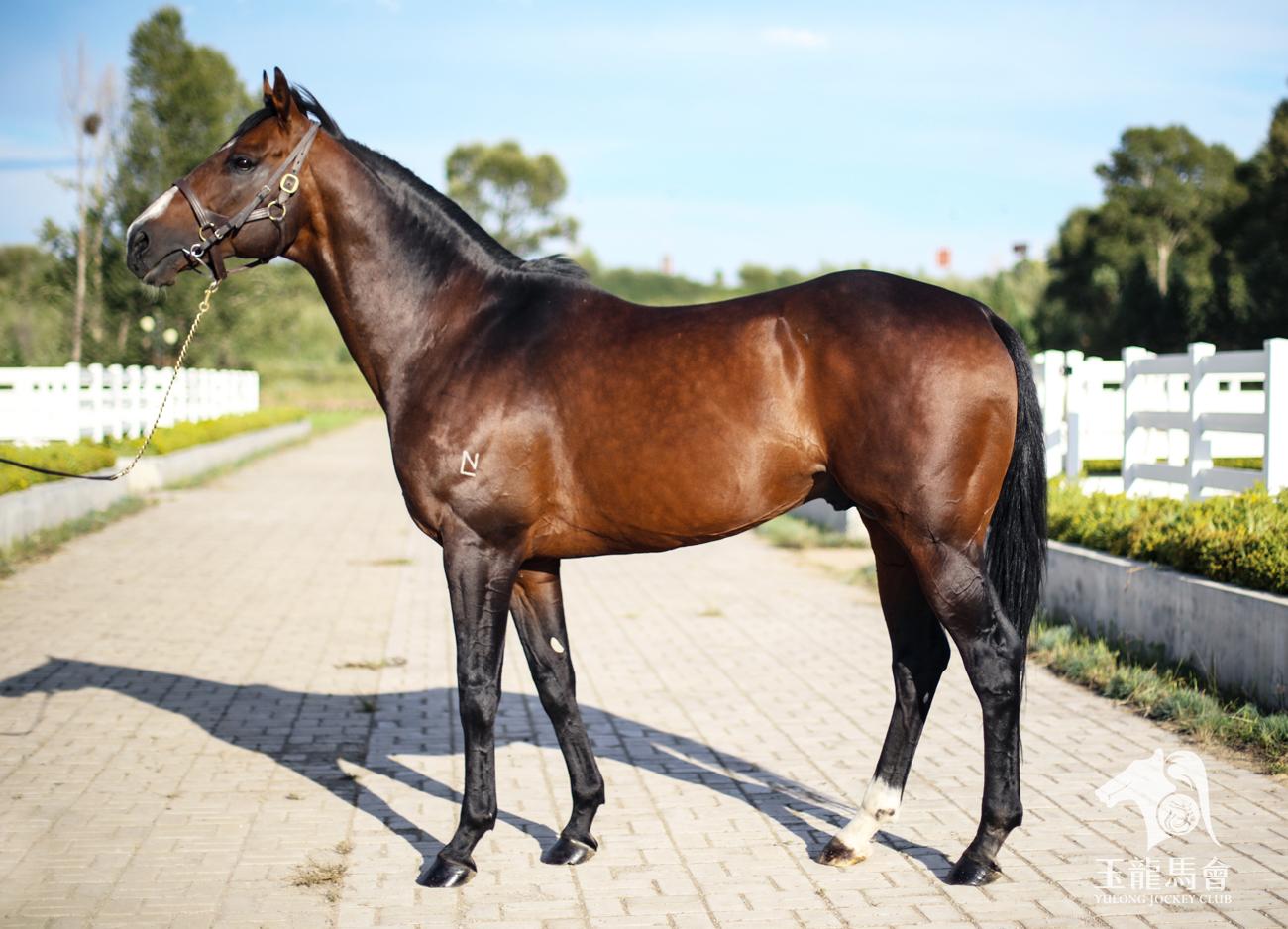 马名:【苏萨】sousa出生日期:2005年10月7日产地:新西兰父系:【伽利略