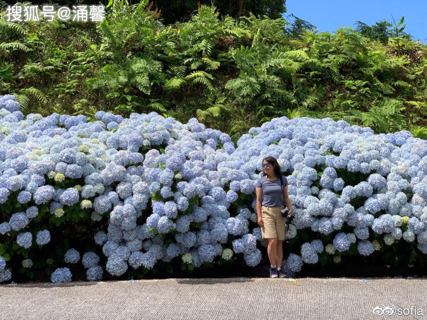地球上最壮观的绣球花海大西洋藏得最深的秘密