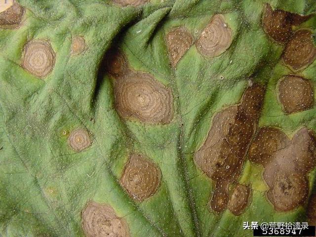 哈密瓜常见菌类病害识别与防治