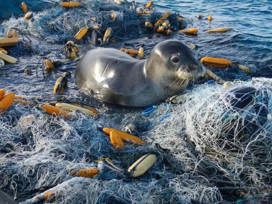 被污染的海洋动物图片