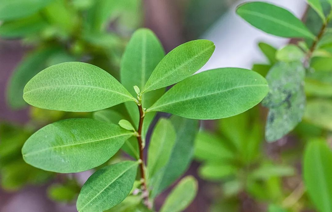 古柯叶大约在25000年前,美洲大陆还是一片蛮荒之地,亚洲的一支蒙古