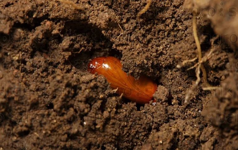 土壤中的蛹如何防治草地贪夜蛾?1.