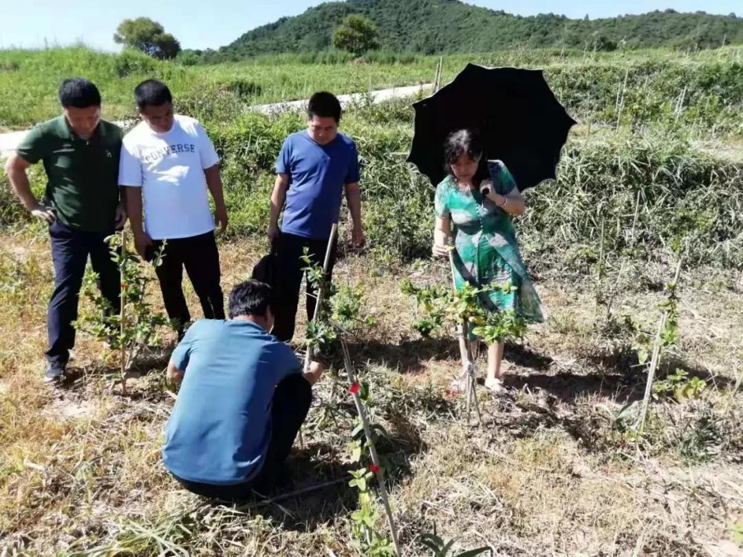 汉唐农业标准化研究院特聘中药材专家王渭玲教授为金银花种植提供宝贵