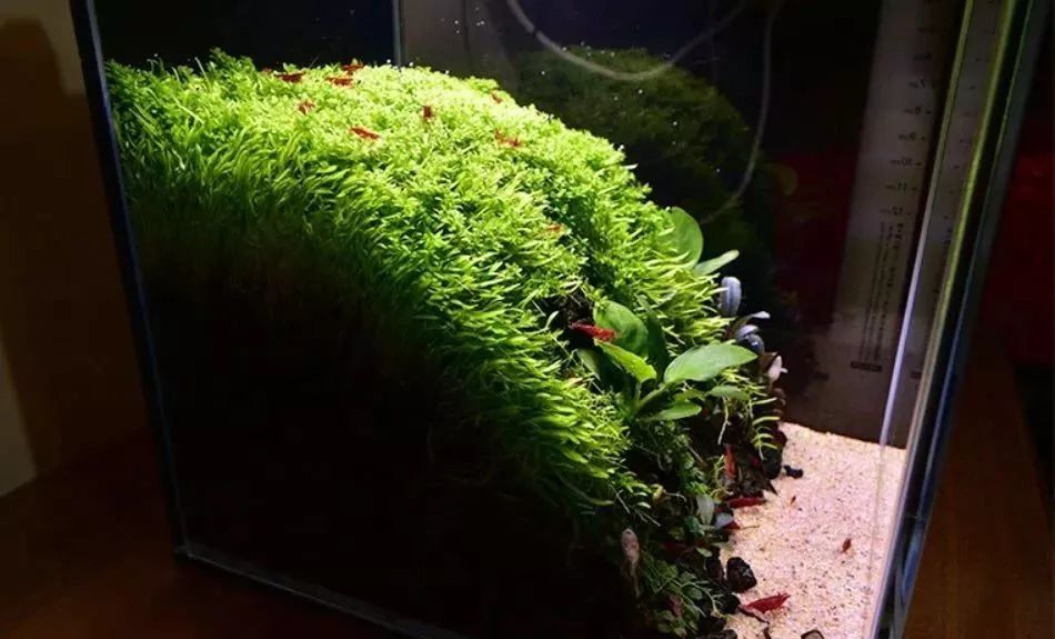 25cm小缸100天跟踪全记录换水千万别偷懒