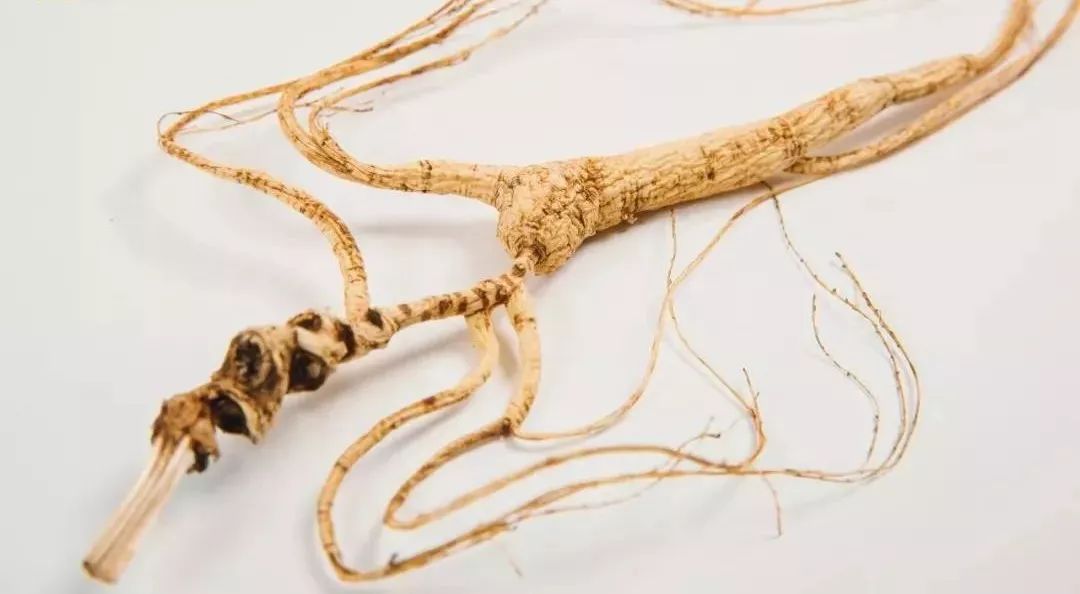 5,坚决寻找有明显珍珠点的野山参