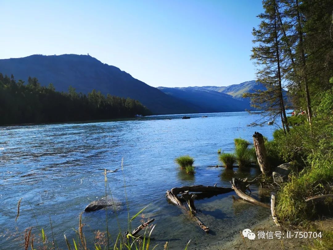 我們來到了喀納斯湖畔,湖水相對下游溫柔了許多,平靜的湖面輝映著夕陽