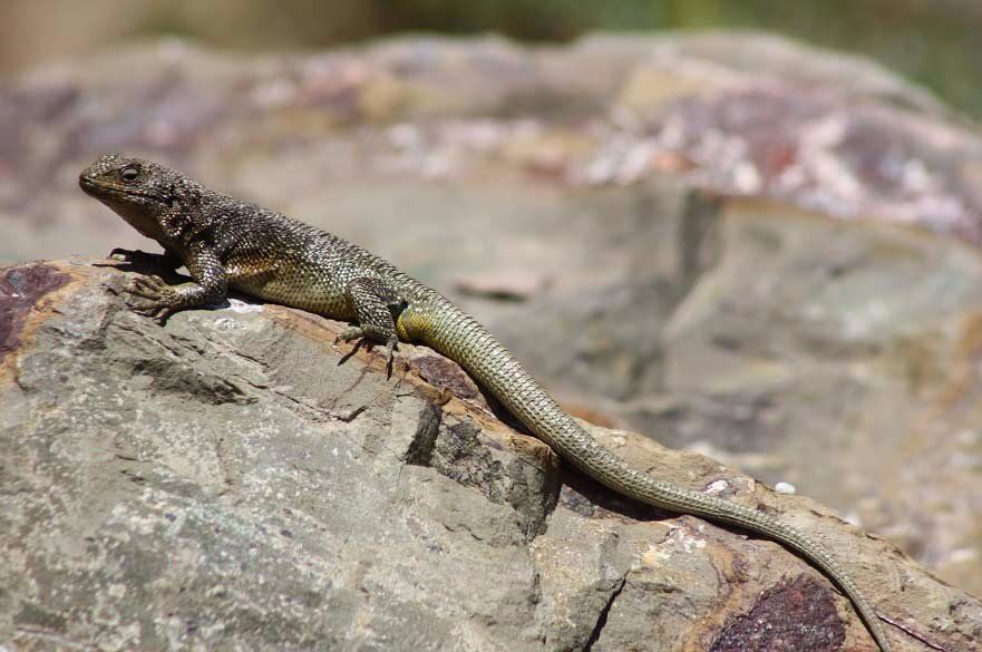 人类活动加速动物灭绝来自寒冷气候的蜥蜴可能在60年内迅速灭绝