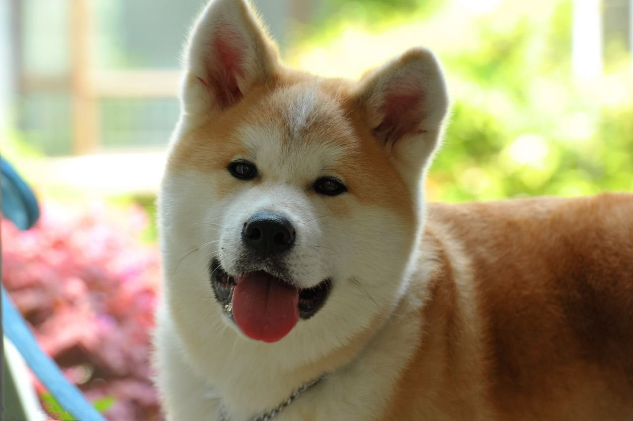 日本第一犬秋田犬