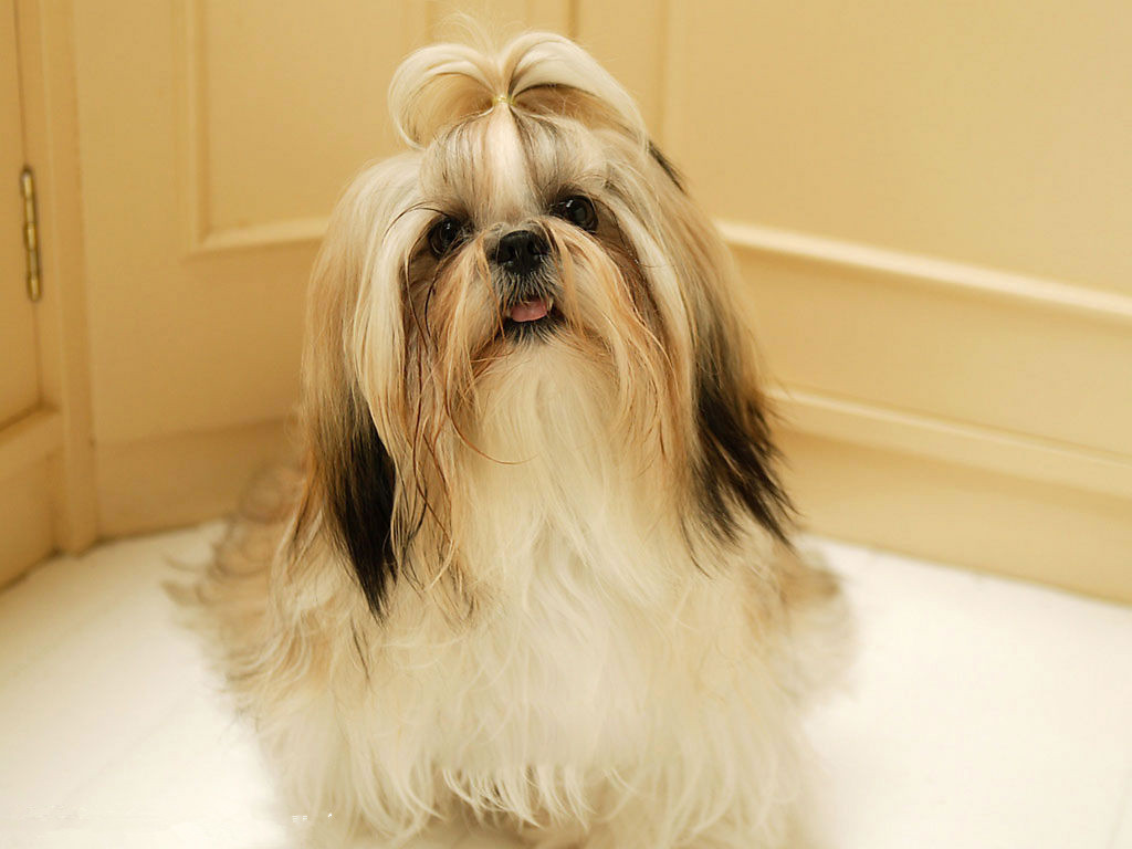 宠物犬中的公主西施犬