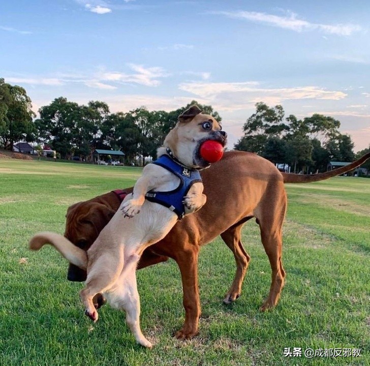 搞笑的抢镜动物们