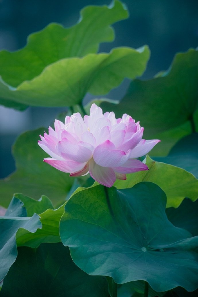 圓葉蓬蓮惜香讓,曲波流水鮮漫船.