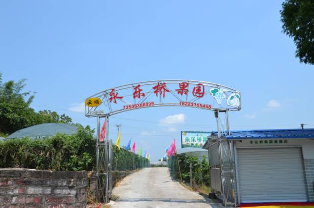 来永乐桥果园采摘夏季鲜果品尝夏日味道