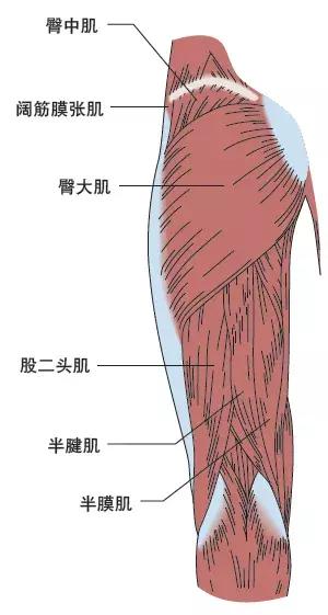 膝关节后部肌肉图片