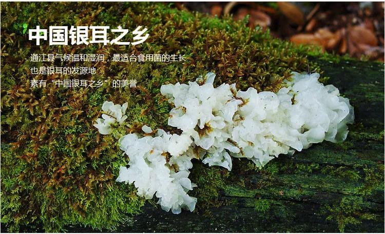 【通江银耳】"平民"燕窝可不是白叫的.