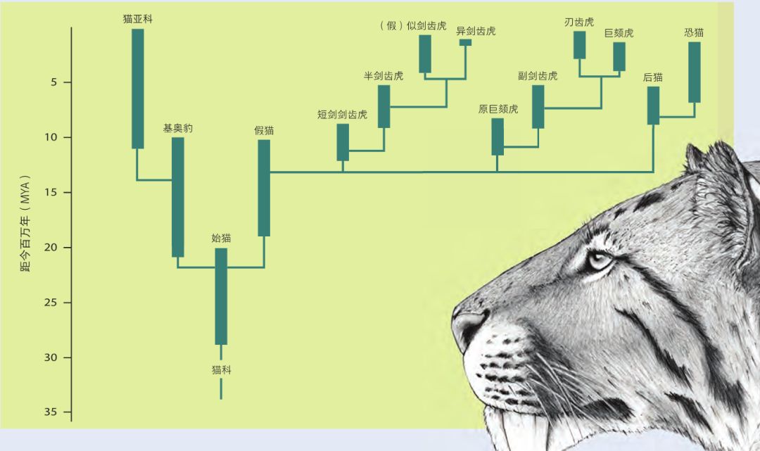没错世界野生猫科动物这本书我们搞出来了