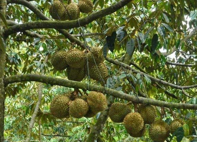原创榴莲树每年结400多果实,为何价格依旧居高不低?看完总算明白了