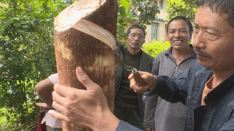 橡胶培训进基层 群众增技能得实惠