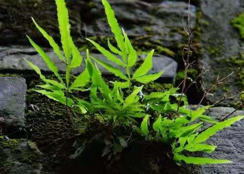 它有很多名字,比如鳳尾草,雞爪草,鳳尾蕨.