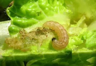 秋播大白菜出现无头苗是怎么回事?防治技巧菜农要学会_幼虫