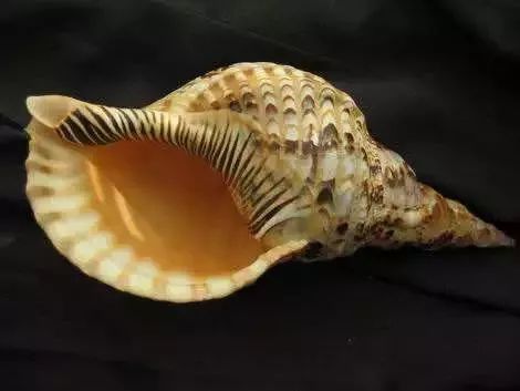 海洋科普丨带你认识世界四大名螺